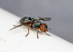 Senopterina caerulescens