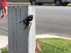 Phidippus audax
