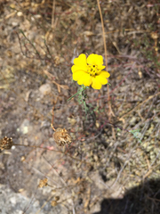 Calycadenia truncata
