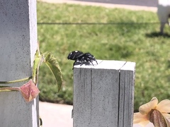 Phidippus audax