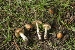 Basidiomycota
