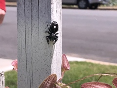 Phidippus audax