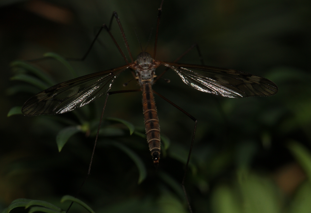 Tipula unca