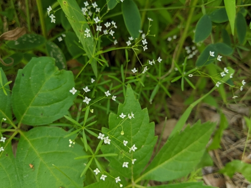 Image of Galium concinnum by no rights reserved
