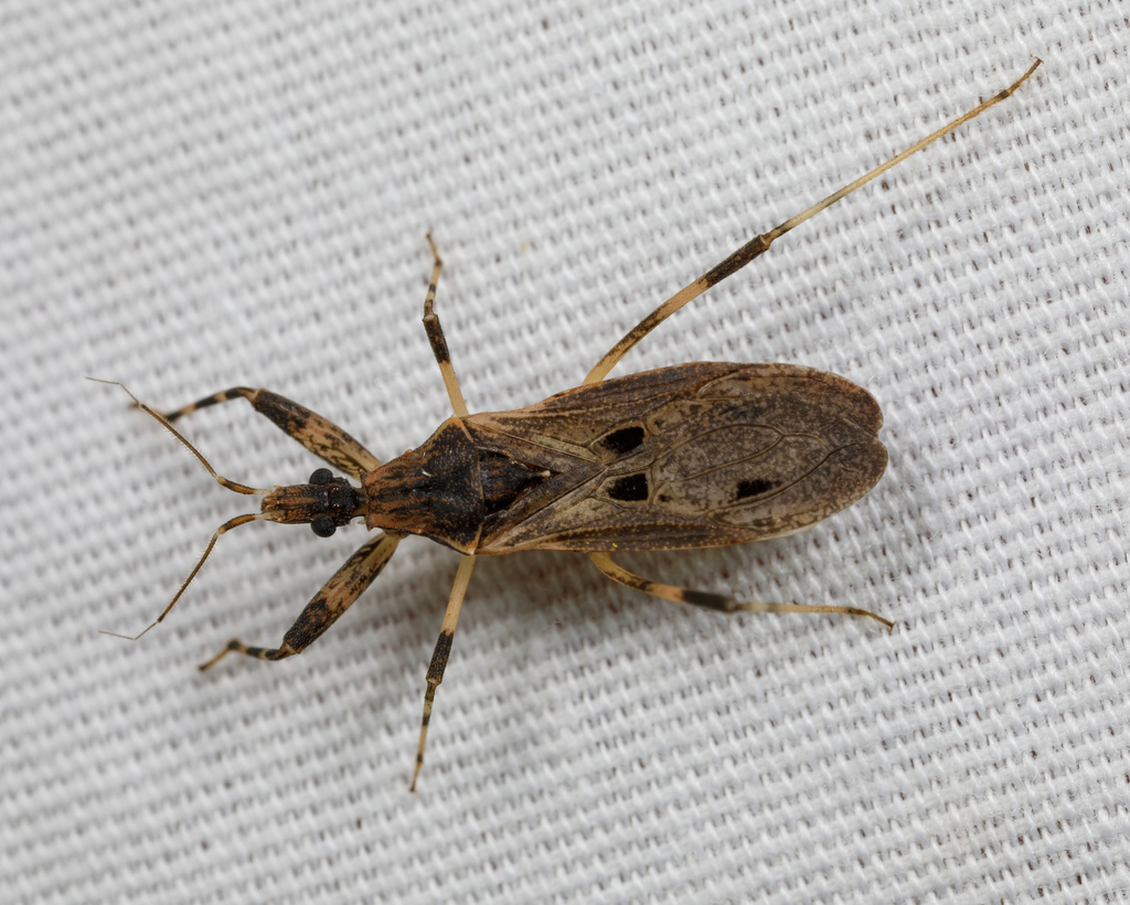Oncocephalus geniculatus