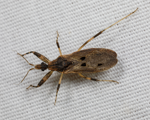 Oncocephalus geniculatus