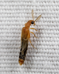 Distremocephalus texanus