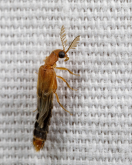 Distremocephalus texanus