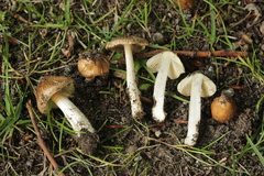 Basidiomycota