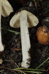 Basidiomycota