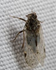 Melanoliarus aridus
