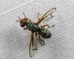 Senopterina caerulescens