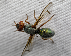 Senopterina caerulescens