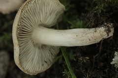 Basidiomycota