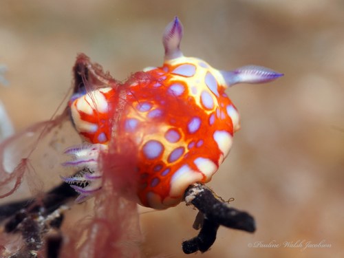 Harlequin Sea Goddess