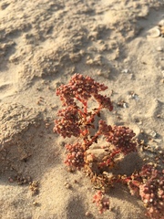 Polycarpon succulentum