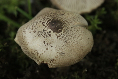 Basidiomycota