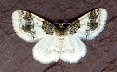 Hydrelia condensata
