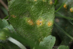 Puccinia lagenophorae