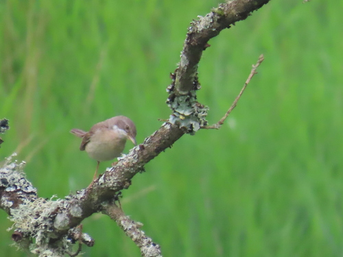 Curruca zarcera (Curruca communis)