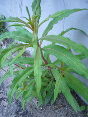 Chamaenerion angustifolium