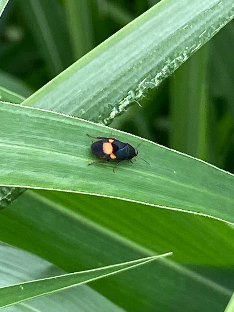 Holocompsa tolteca