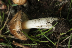 Basidiomycota