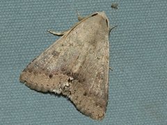 Pandesma submurina