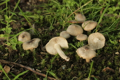 Basidiomycota