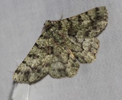 Aeolochroma hypochromaria