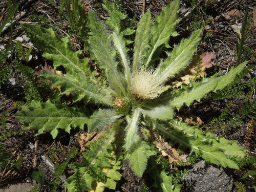 Elk Thistle