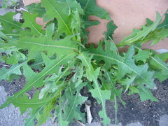 Lactuca serriola
