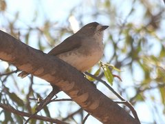 Aphelocephala leucopsis