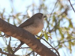 Aphelocephala leucopsis
