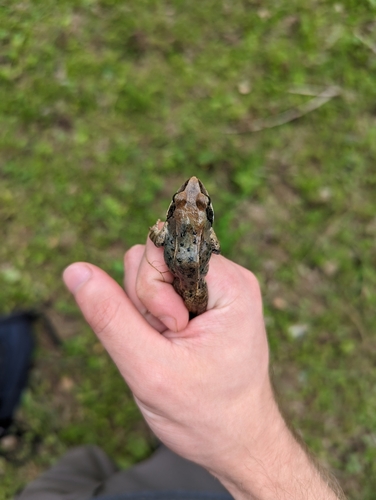 Taihang Brown Frog