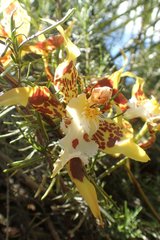 Oncidium hallii