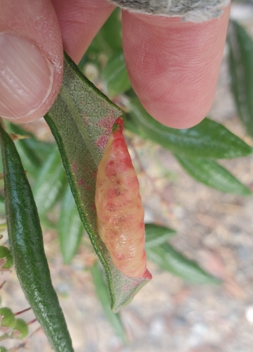 Ericaceous Gall Aphids