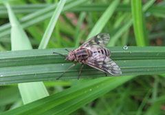 Athericidae