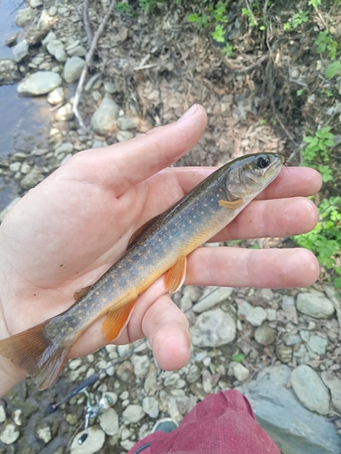 Asian Dolly Varden