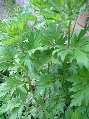 Artemisia vulgaris