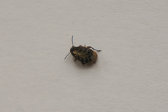 Megabruchidius dorsalis