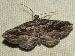Chrysolarentia severata