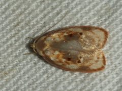 Eochrois sarcoxantha