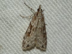 Scoparia ochrophara
