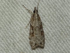 Scoparia ochrophara