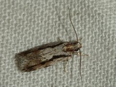 Eulechria xeropterella