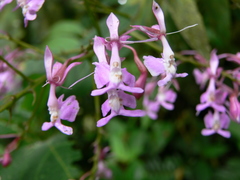 Epidendrum nanegalense