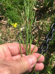 Brassica juncea