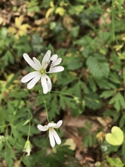 Alosterna tabacicolor
