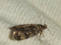 Barea codrella